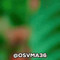 Achraf Hakimi Morocco GIF