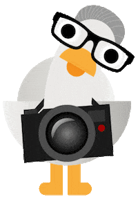 Fotograf Sea Gull Sticker