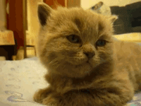 Tired Cat GIF