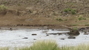 Lone Zebra Wanders Into Lion Ambush