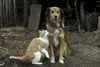 Cat Dog GIF