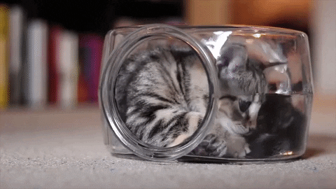 cuteanimalland giphyupload GIF