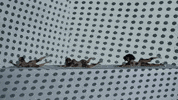 34 35 GIF by Ariana Grande