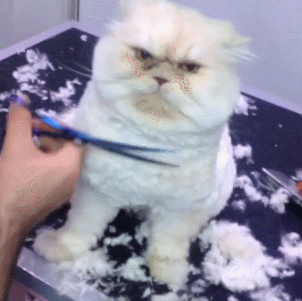 grooming GIF