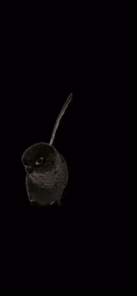 Bird Parrot GIF