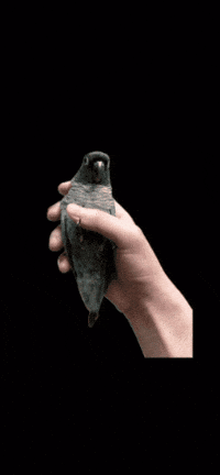 Bird Parrot GIF