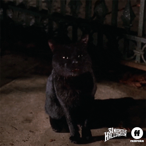 Movie gif. Omri Katz as Max in Hocus Pocus stands outside in the dark and talks to Vinessa Shaw as Allison, saying, "It talks." Then we cut to a black cat that says, "Witches can't set foot here."