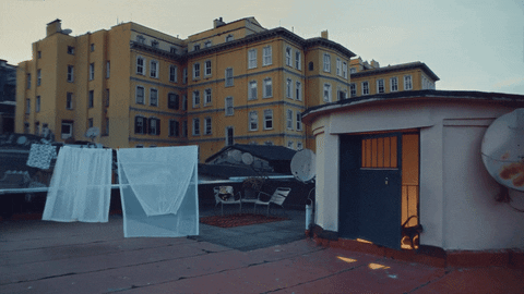 hokusfilm giphyupload cat festival jazz GIF