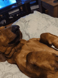 KantoLegend_ dog puppy doggo tail GIF