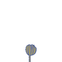 sprigwizard flower spring daisy grow Sticker
