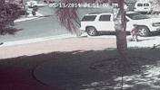 cat saw GIF