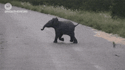 fun elephant GIF by NowThis 
