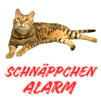Bengal Cat Sticker by Kitty Fuchs
