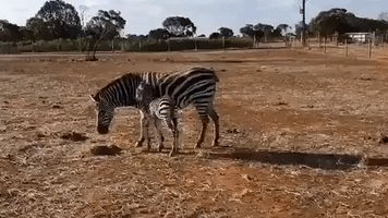 South Australia Safari Park Welcomes Zebra Foal