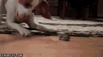 rainnarajput giphyupload GIF