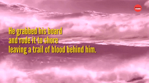 Shark Week Sharks GIF by BuzzFeed