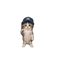 Dance Cat Sticker