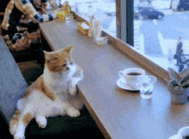 Cat Kitty GIF by Kraken Images