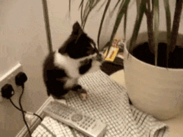 cat GIF