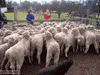 sheep walks GIF