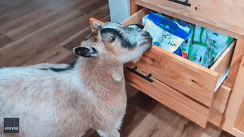 Clever Pet Goat Opens Forbidden Food Drawers