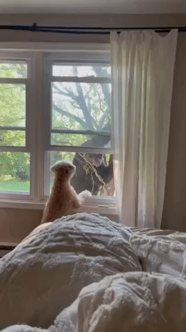 Dog and Bear Have Intense Face-Off