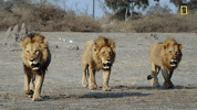 Nat Geo Savage Kingdom GIF by National Geographic Channel