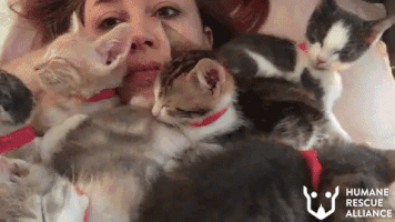 aww kittens GIF by Humane Rescue Alliance