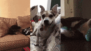 good boy dog GIF by Polyvinyl Records