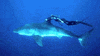 great white shark ocean GIF