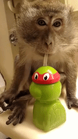 Adorable Monkey Drinks From a Straw Cup
