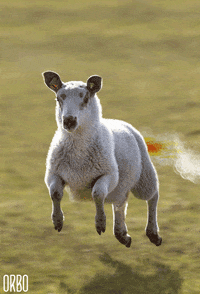 mash up sheep GIF