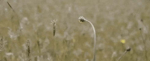 lane 1974 GIF by The Orchard Films