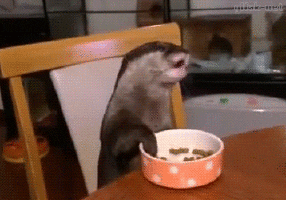 tables eat GIF