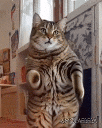 Happy Dance GIF