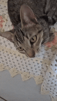 Cat GIF