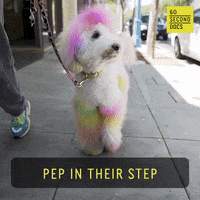 Dog GIF by 60 Second Docs