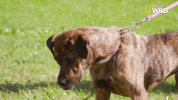 pupparazzi puppy potty face GIF by Nat Geo Wild