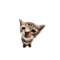 Cat Spinning Sticker