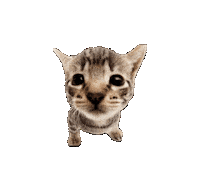 Cat Kitten Sticker