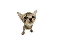 Cat Exploding Sticker