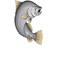Barramundi Sticker by Reef Chief Australia