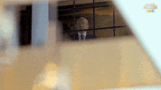 React GIF by Celebrity Apprentice Australia