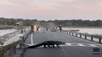 Unhurried Alligator Moseys Across State Park Road