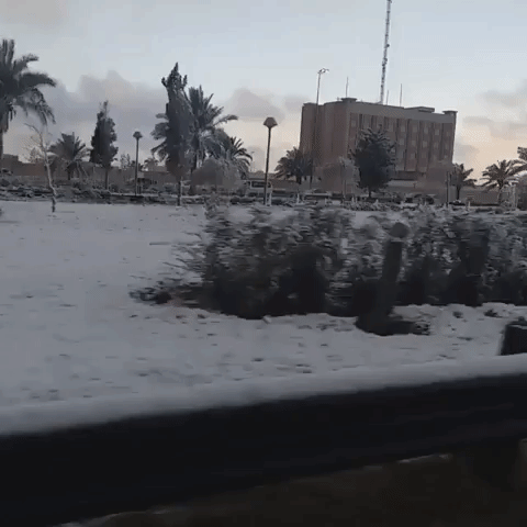 Baghdad Palm Trees Whitened by City's First Snow in Over a Decade