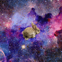 teapano happy crazy bunny spin GIF