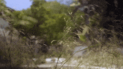 mergerecords summer beach ocean swimming GIF