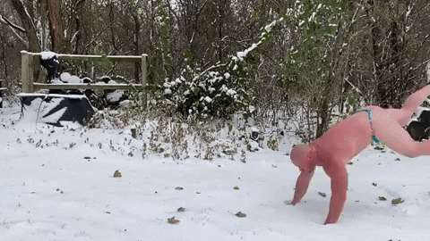 GIF by BarBend