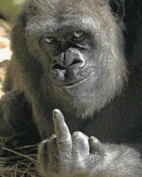 Middle Finger GIF