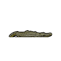 Florida Alligator Sticker by The Wild Curiosity